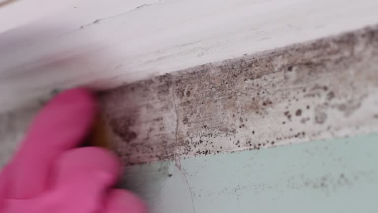 Mold Odor Removal Services in Cashion, OK